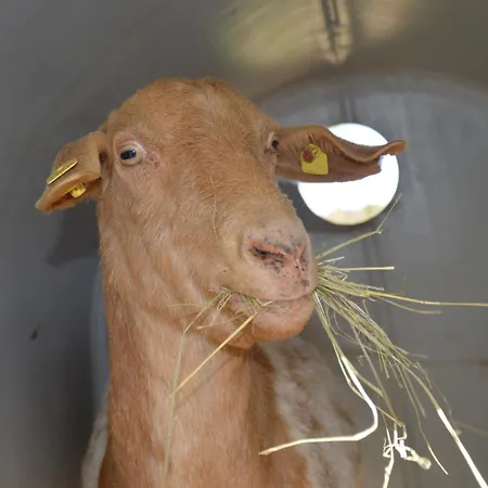 Kleine Einzigartige Auf Dem Bauernhof, Direkt In Der Mit Blick Auf Schloss * Braunfels
