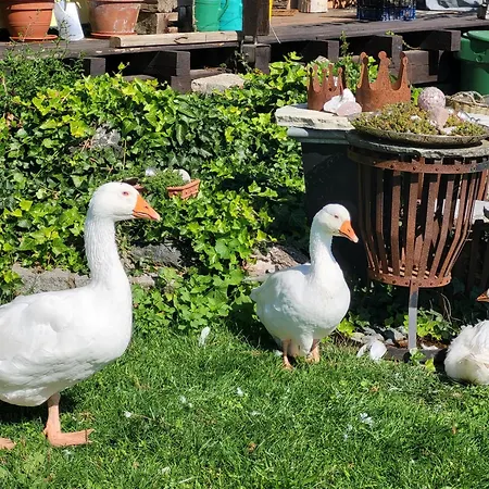 Kleine Einzigartige Auf Dem Bauernhof, Direkt In Der Mit Blick Auf Schloss Braunfels