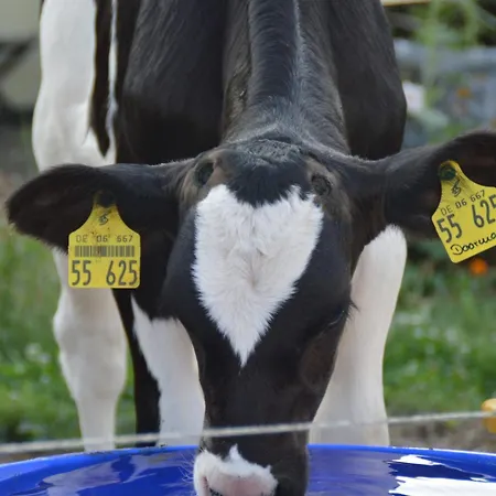 Apartment Kleine Einzigartige Auf Dem Bauernhof, Direkt In Der Mit Blick Auf Schloss Braunfels