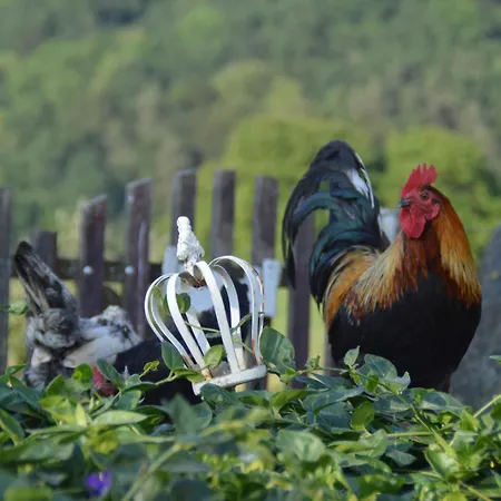 Kleine Einzigartige Auf Dem Bauernhof, Direkt In Der Mit Blick Auf Schloss Apartment Braunfels