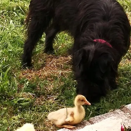 Kleine Einzigartige Auf Dem Bauernhof, Direkt In Der Mit Blick Auf Schloss Appartamento Braunfels