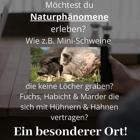 Apartment Kleine Einzigartige Auf Dem Bauernhof, Direkt In Der Mit Blick Auf Schloss *