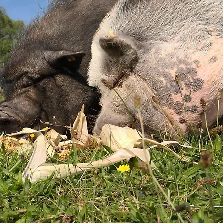 Kleine Einzigartige Auf Dem Bauernhof, Direkt In Der Mit Blick Auf Schloss Lejlighed