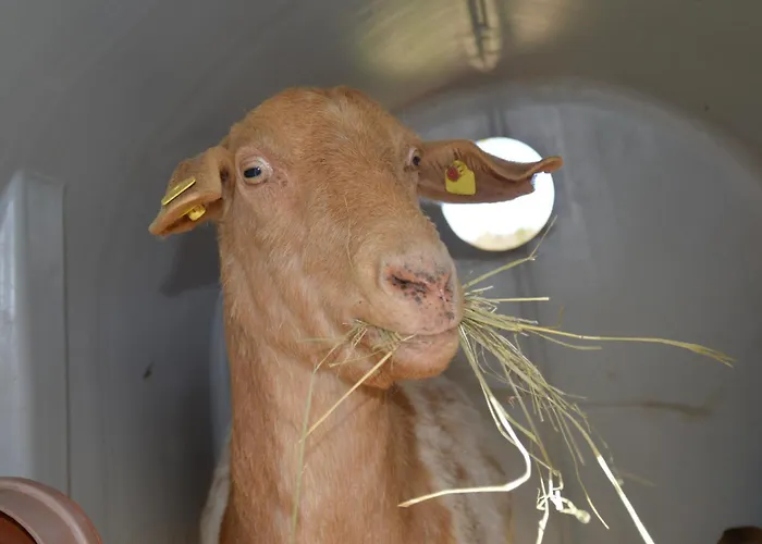 Kleine Einzigartige Auf Dem Bauernhof, Direkt In Der Mit Blick Auf Schloss * Braunfels