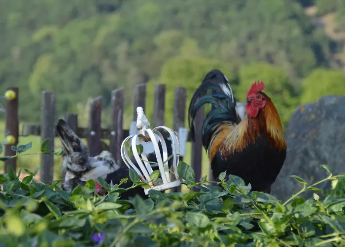 Kleine Einzigartige Auf Dem Bauernhof, Direkt In Der Mit Blick Auf Schloss Lejlighed Braunfels