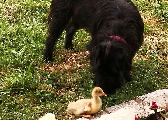Kleine Einzigartige Auf Dem Bauernhof, Direkt In Der Mit Blick Auf Schloss Lejlighed Braunfels