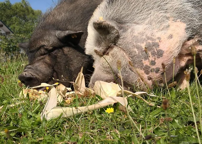 Kleine Einzigartige Auf Dem Bauernhof, Direkt In Der Mit Blick Auf Schloss Lejlighed